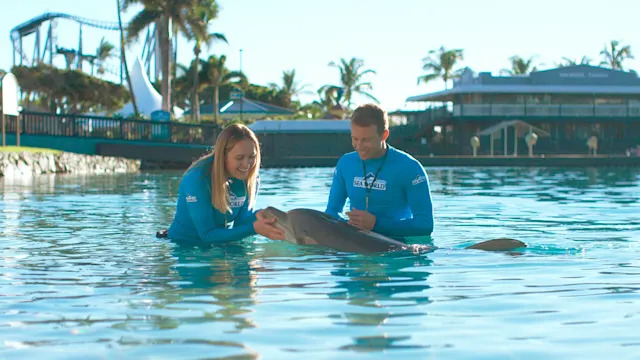 Dolphin Presentation