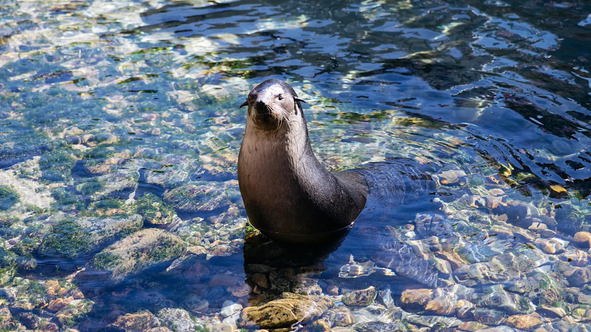Seal Guardians
